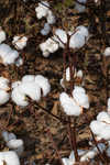 Cotton